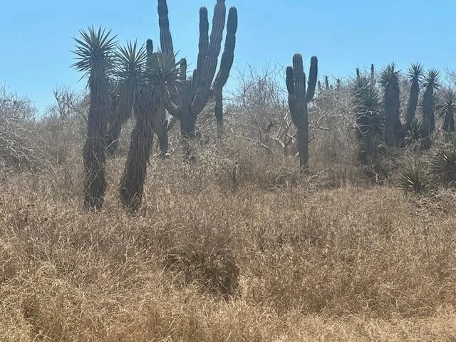 View from street level at Lote 1475 in Cerritos