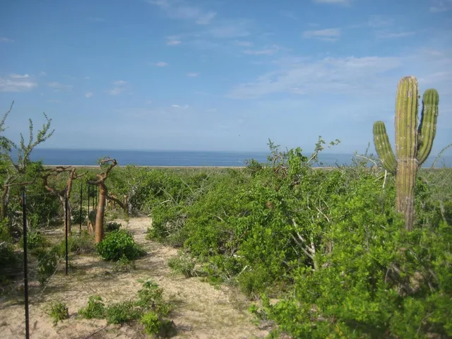 Ocean Views at Las Playitas Lots 4 &5 in Las Playitas